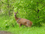 Nijreesbos